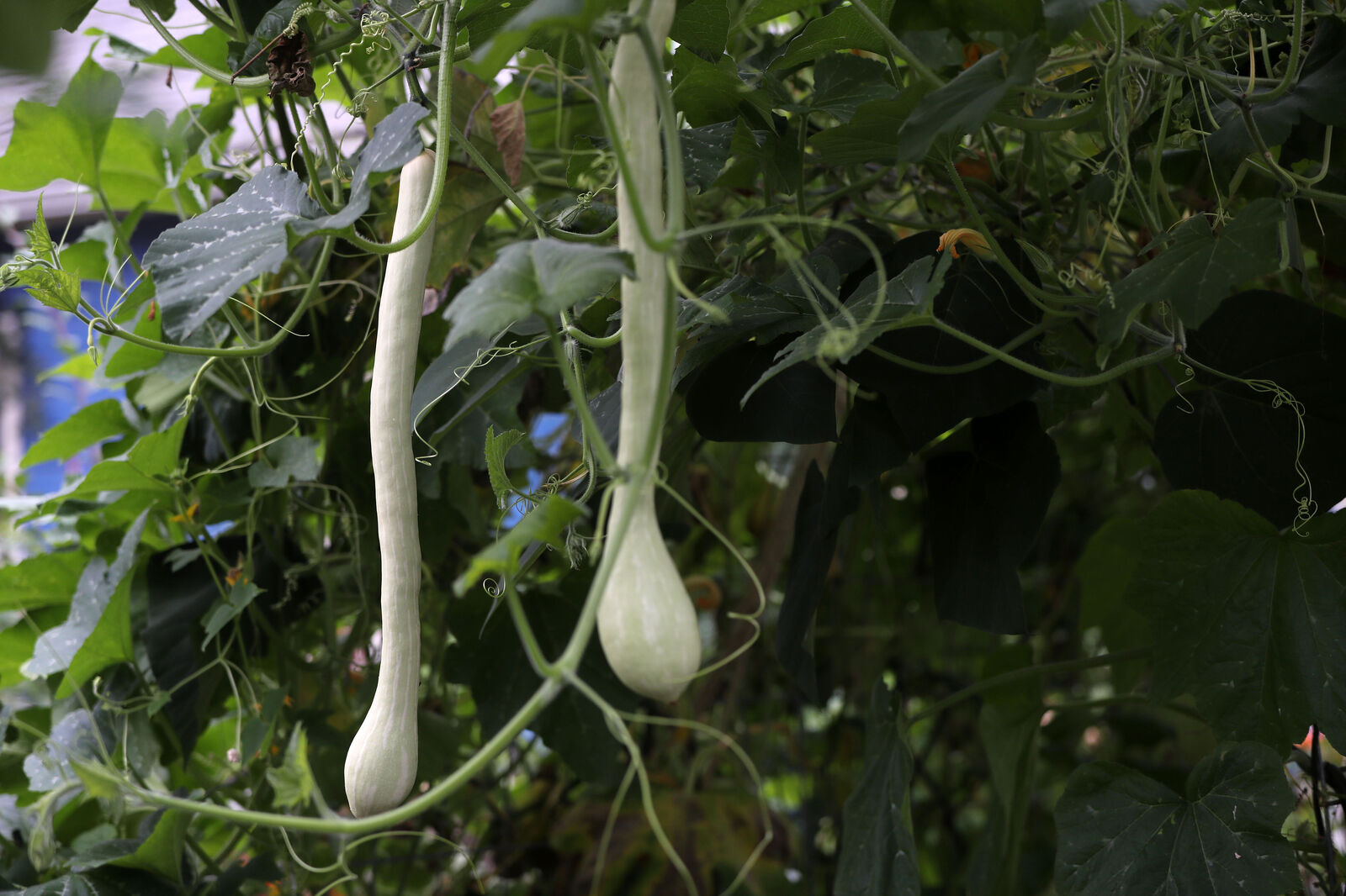 "Trombone" squash